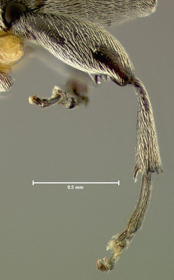 Media type: image; Entomology 25048   Aspect: hind tibia